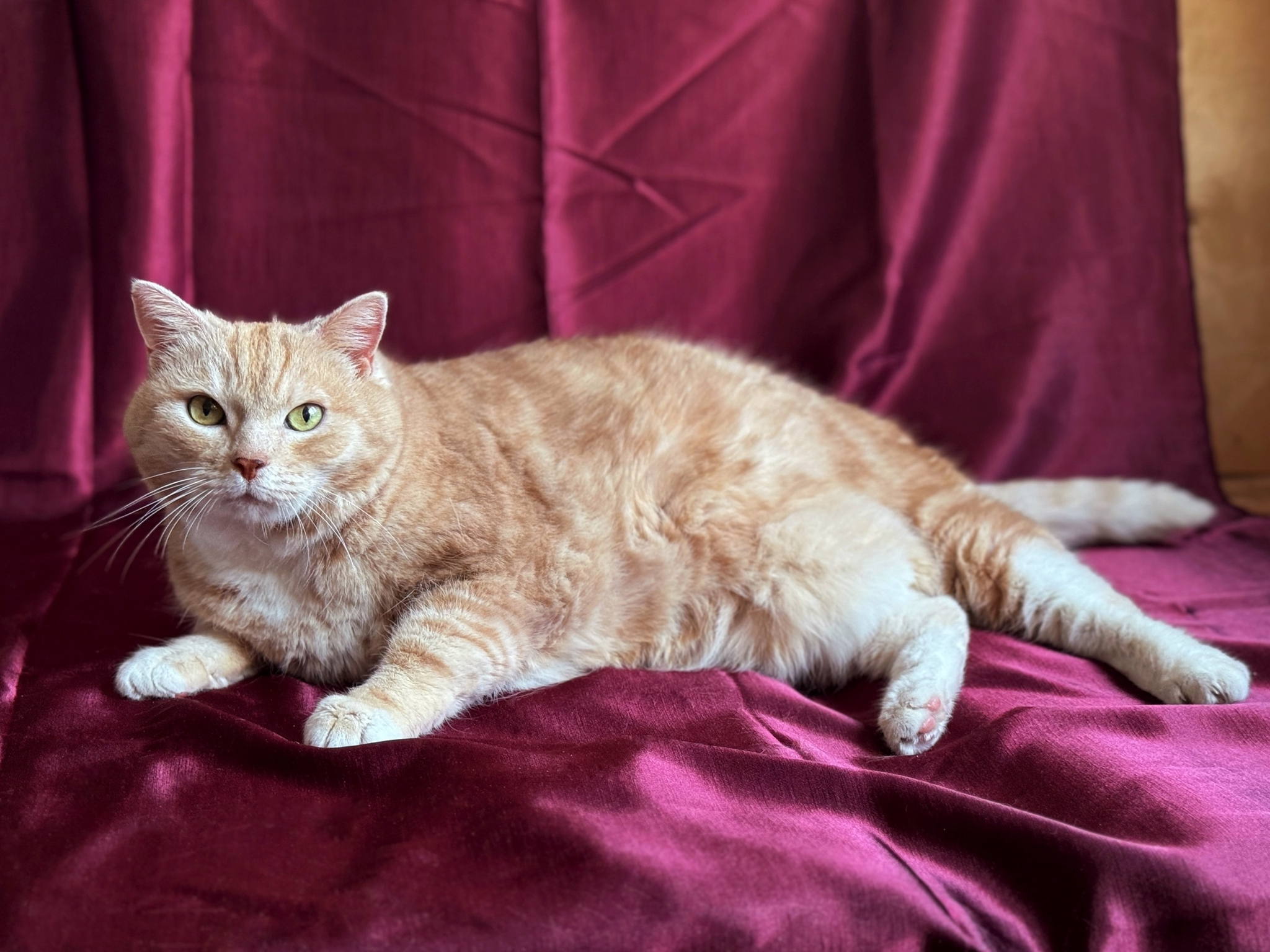 Мастер-класс «Брелок—котик из фетра» + кото терапия + встреча с волонтером приюта