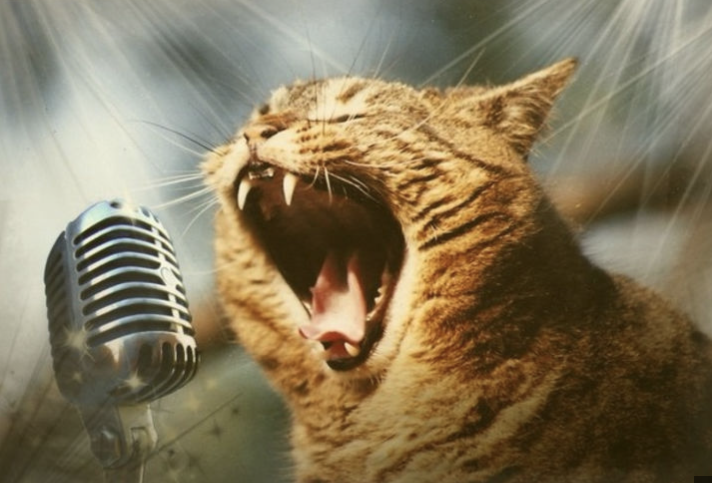 Весело поешь. Кот поет в микрофон. Орущий кот. Орать. Кричащий кот.