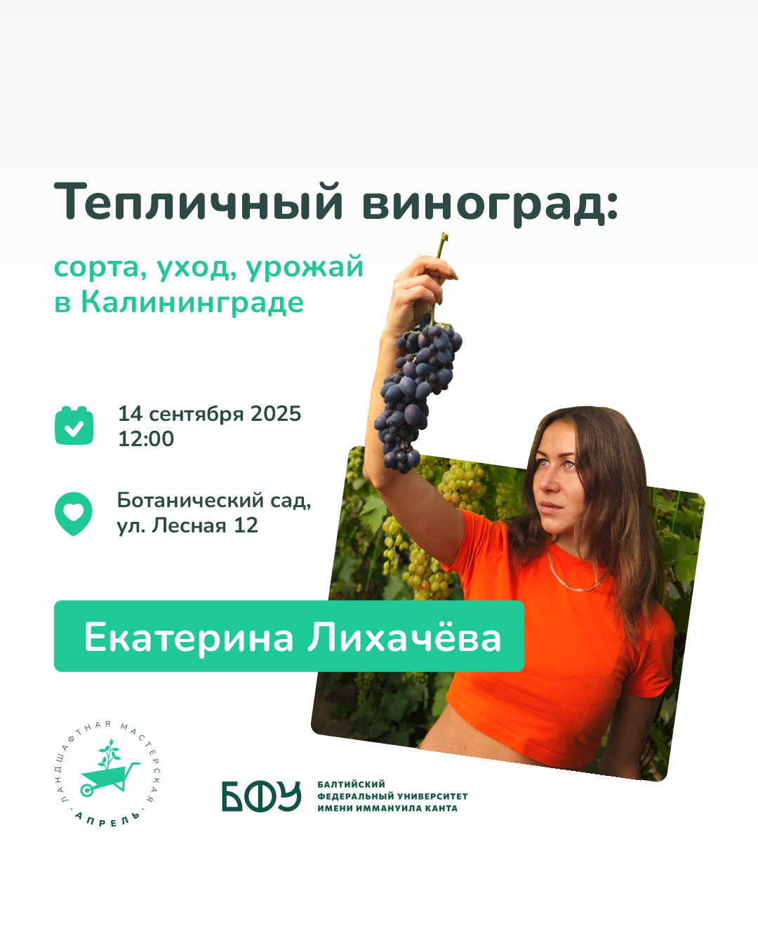 Тепличный виноград: сорта, уход, урожай в Калининграде