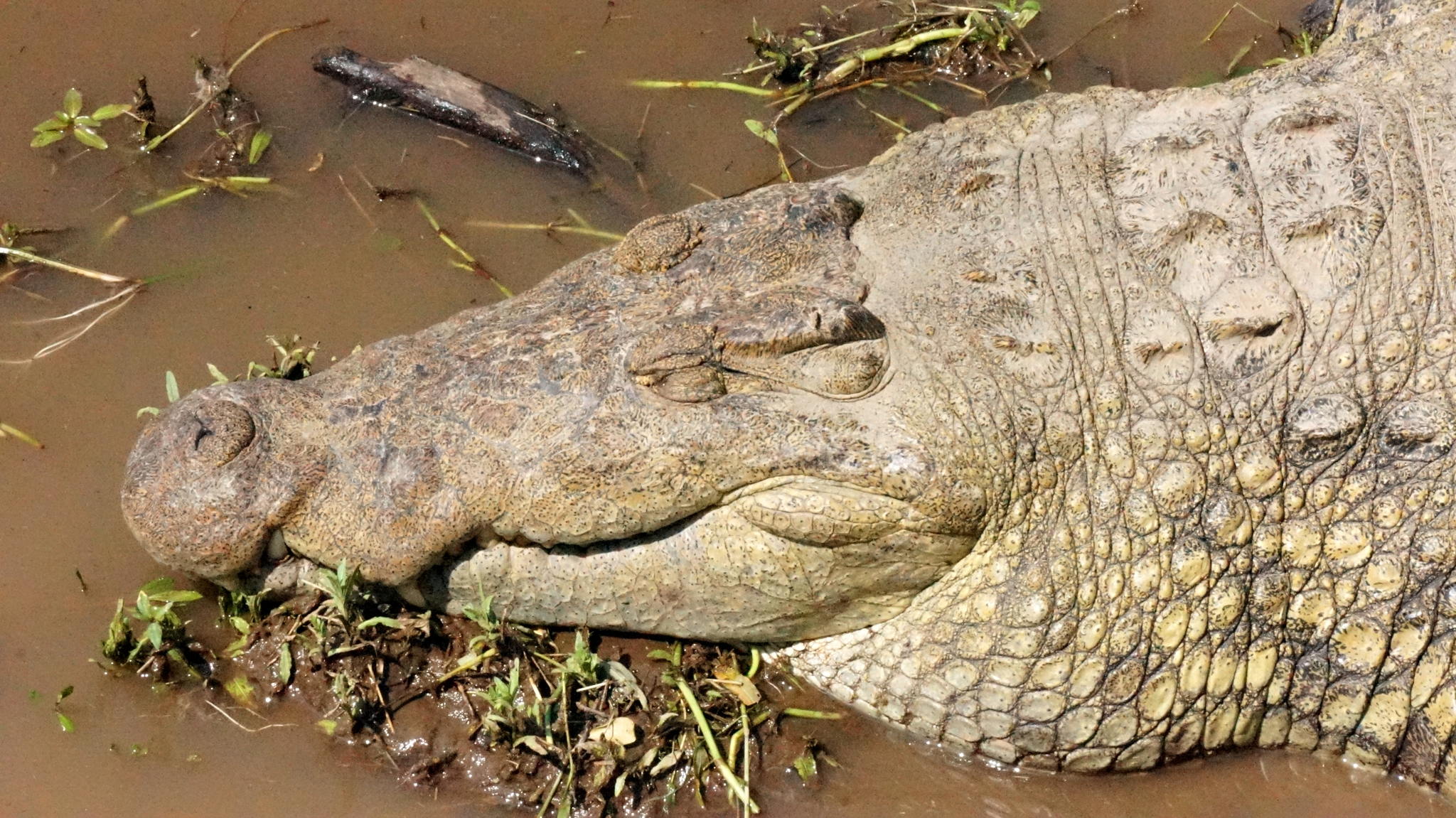 Лекция "Жил-был Крокодил"