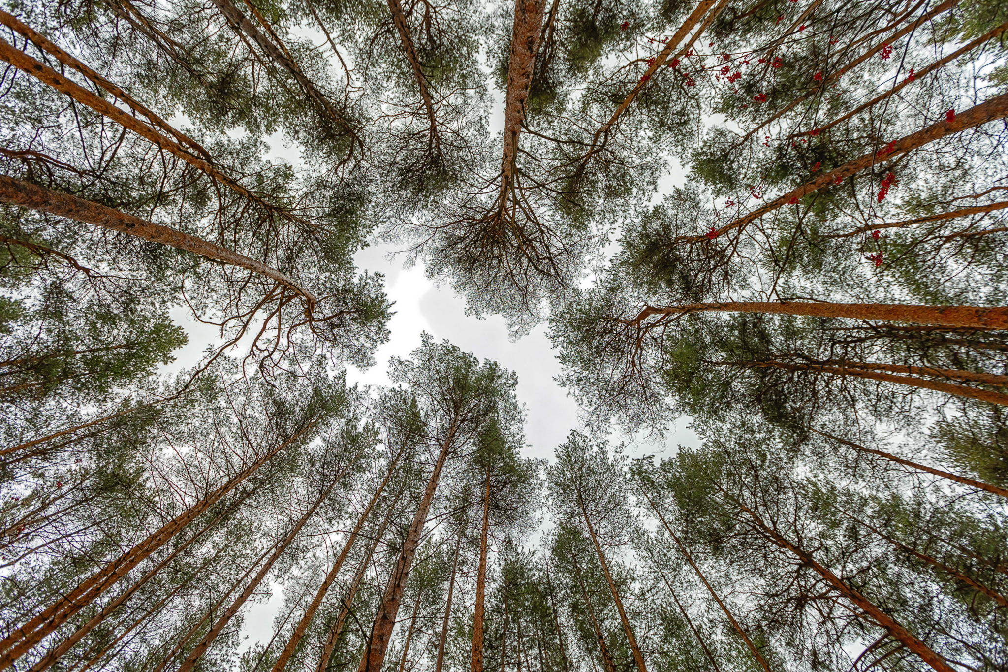 Perm Forest Department invites you to a guided walk in Chernyaevskiy Forest with a professional forest ranger