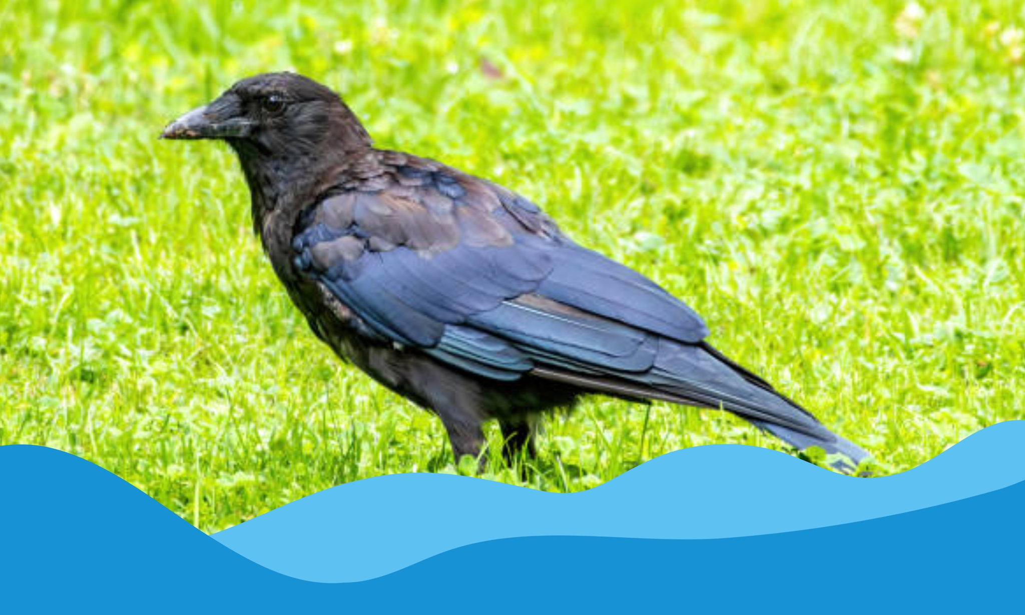 "Вороний день". Мастер-класс по изготовлению игрушки из фетра