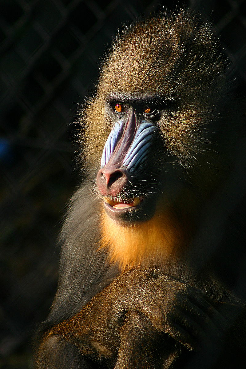 Онлайн-лекция "Simiiformes: что делает нас обезьянами?"