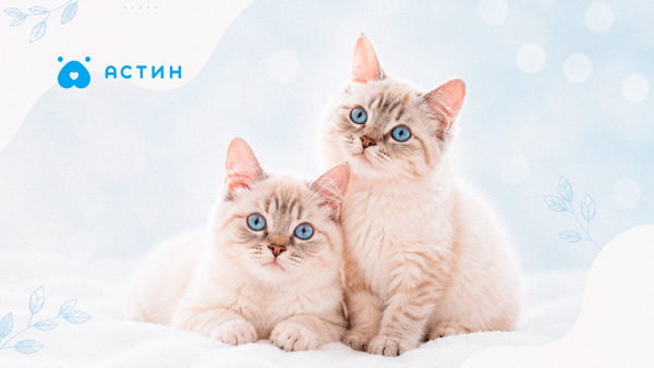 Инфекционные заболевания кошек, нюансы диагностики