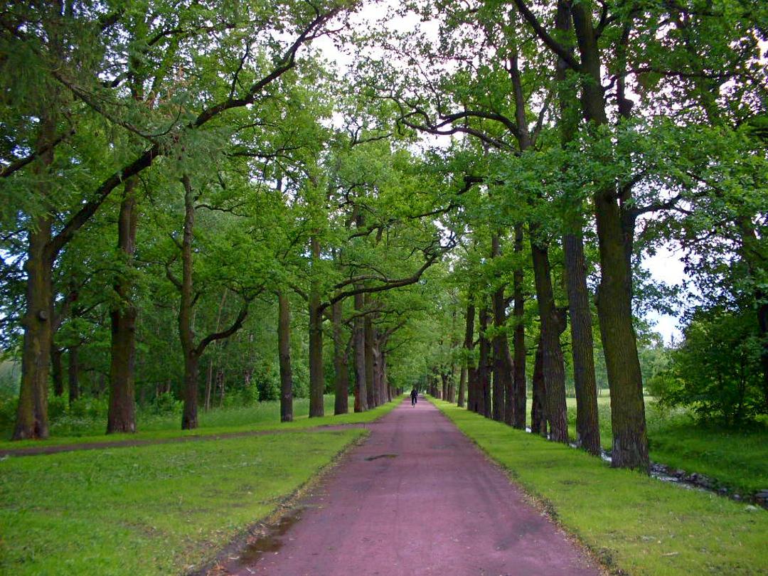 Отдельный парк пушкин. Дубовая аллея санкт-петербург. Отдельный парк. Отдельный парк в царском селе. Нижний парк царское село.
