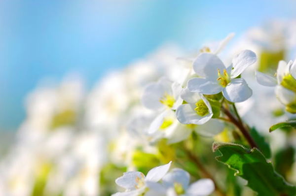 Арт-терапевтический мастер-класс «Весеннее настроение»