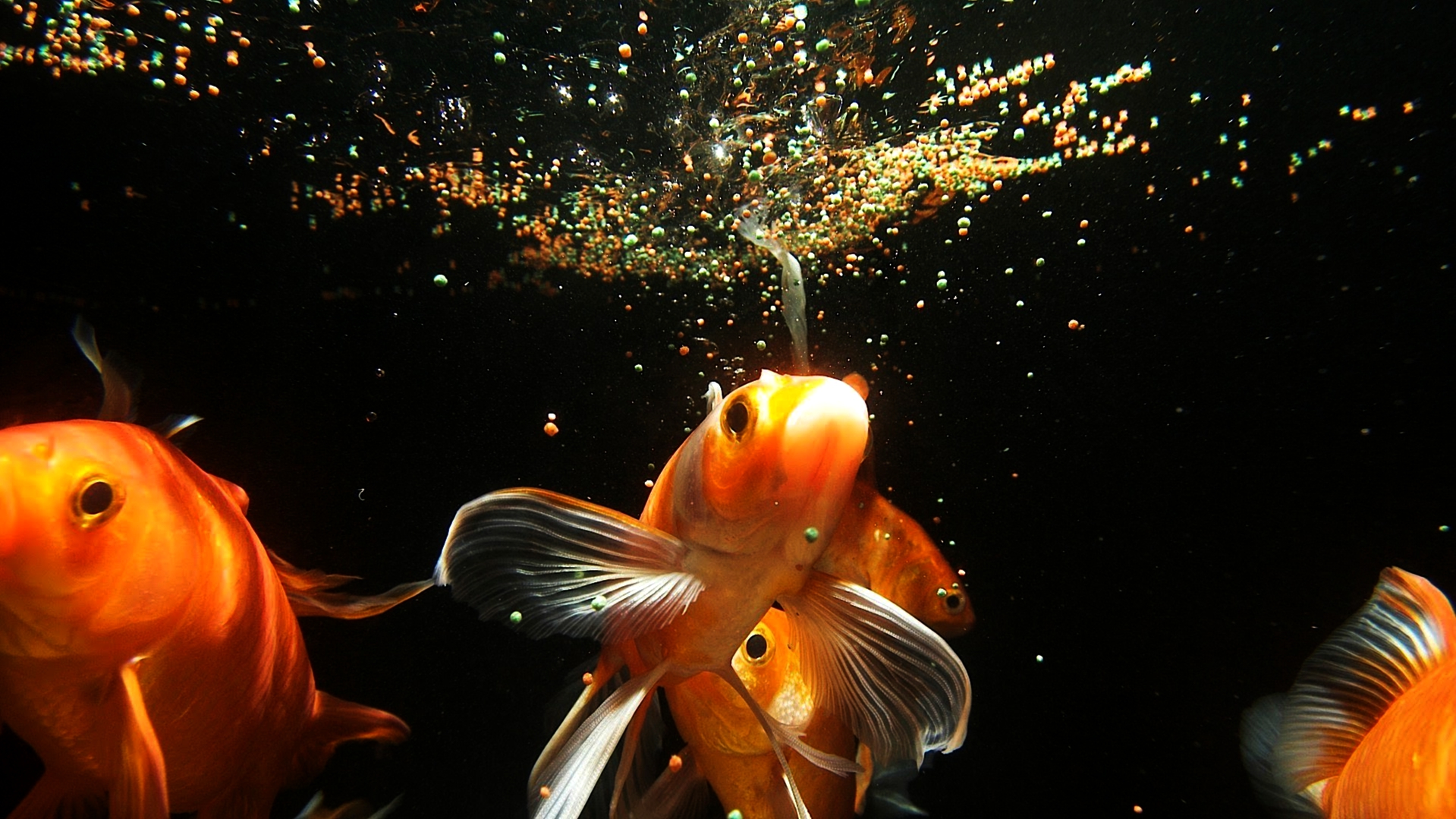Корм для рыбок аквариумных золотых