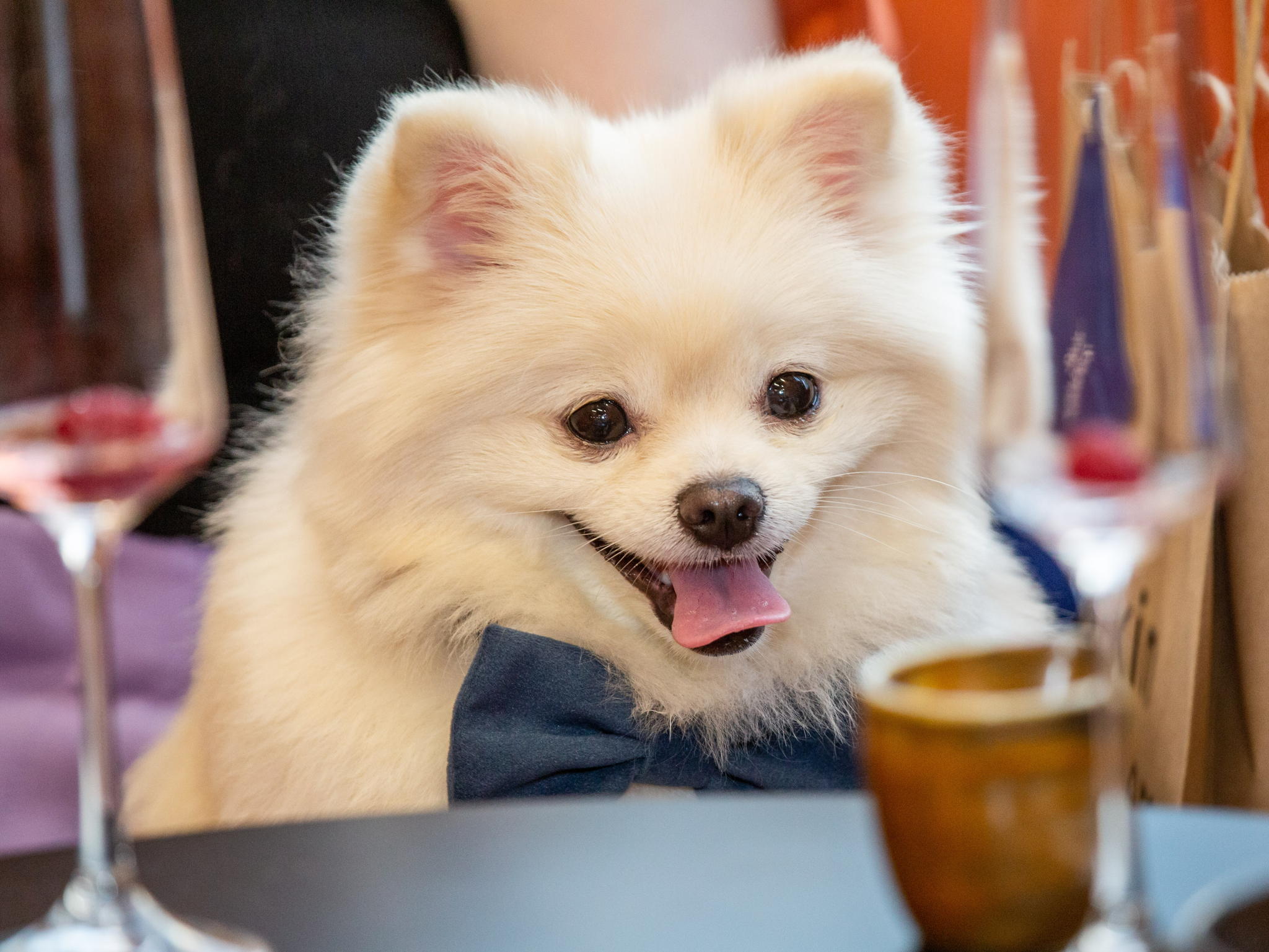 Лекция "Dog-этикет — как вести себя в публичных местах с питомцем” + Мастер-класс: "Как красиво сделать совместные фото с питомцем"