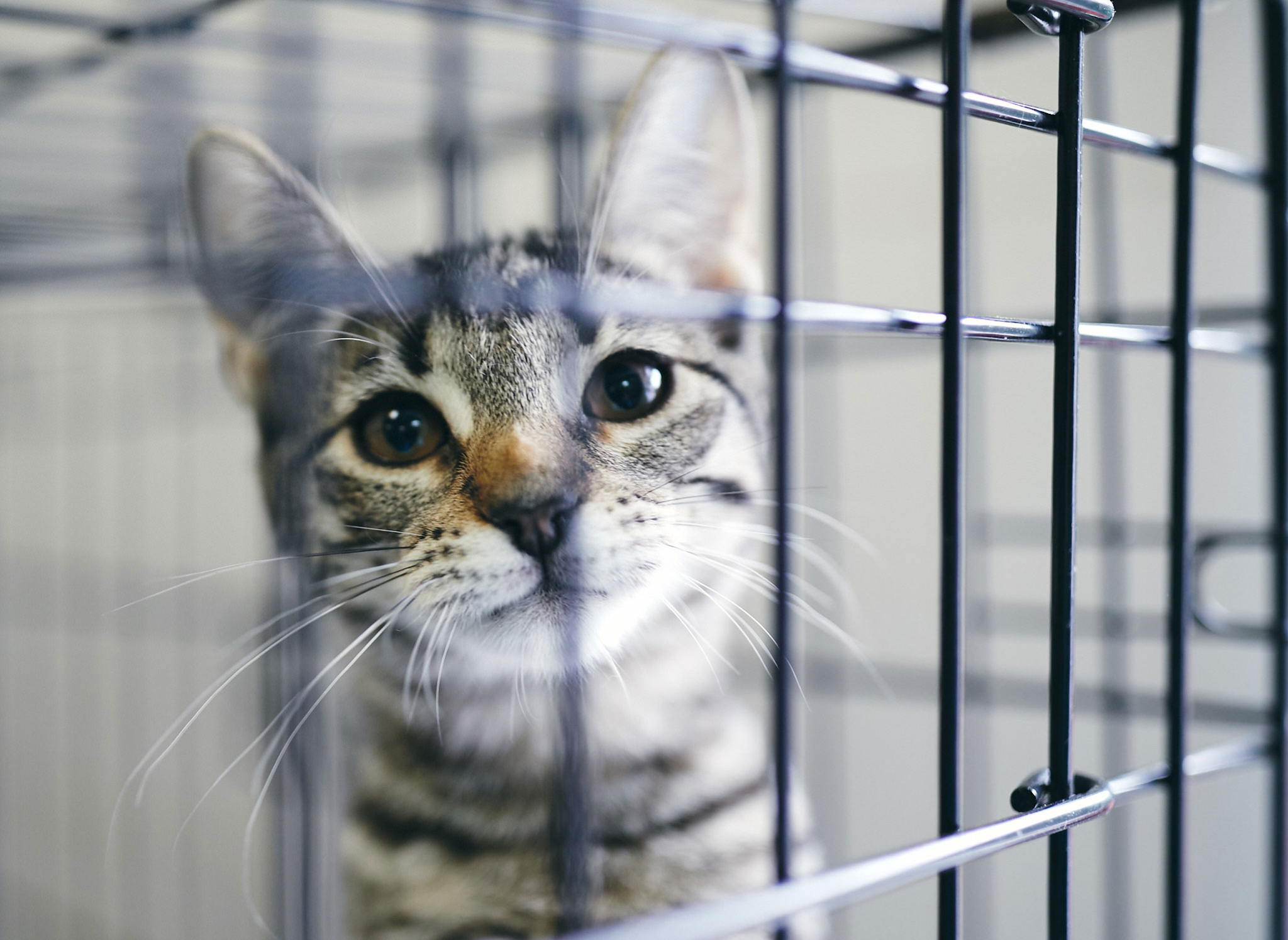 Хвост и лапа. Все о приютах для животных