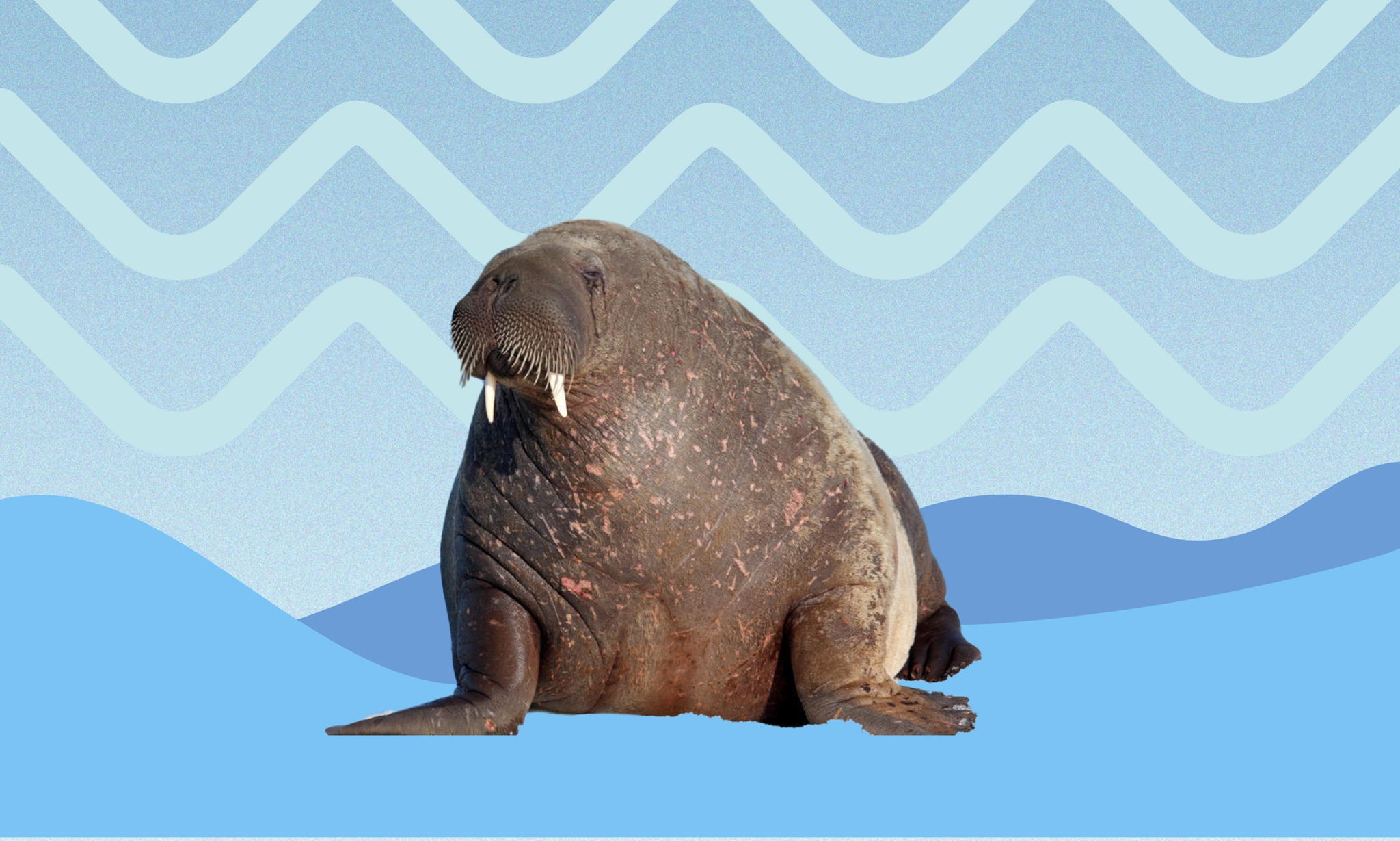 "Исполины арктических морей". Зооэкспедиция ко Дню моржа