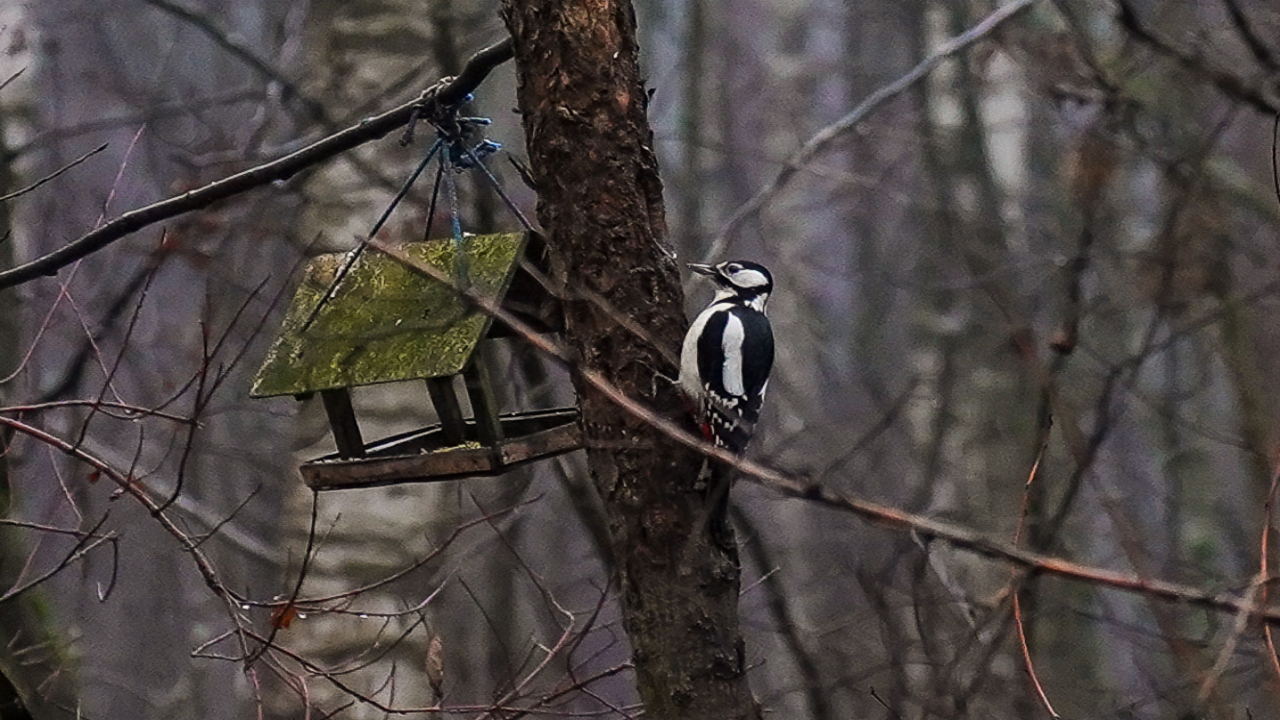 Бесплатная орнитологическая экскурсия в парке Сосновка