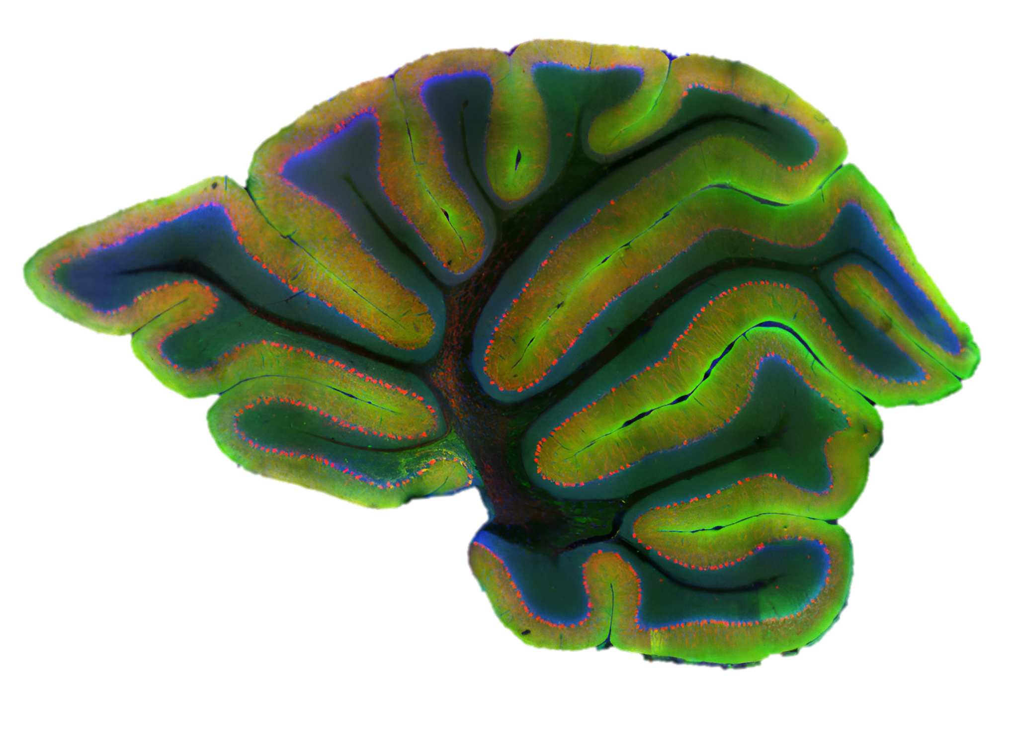 Онлайн-лекция Сергея Лопатина "Чувство ритма. Нейробиология точности"