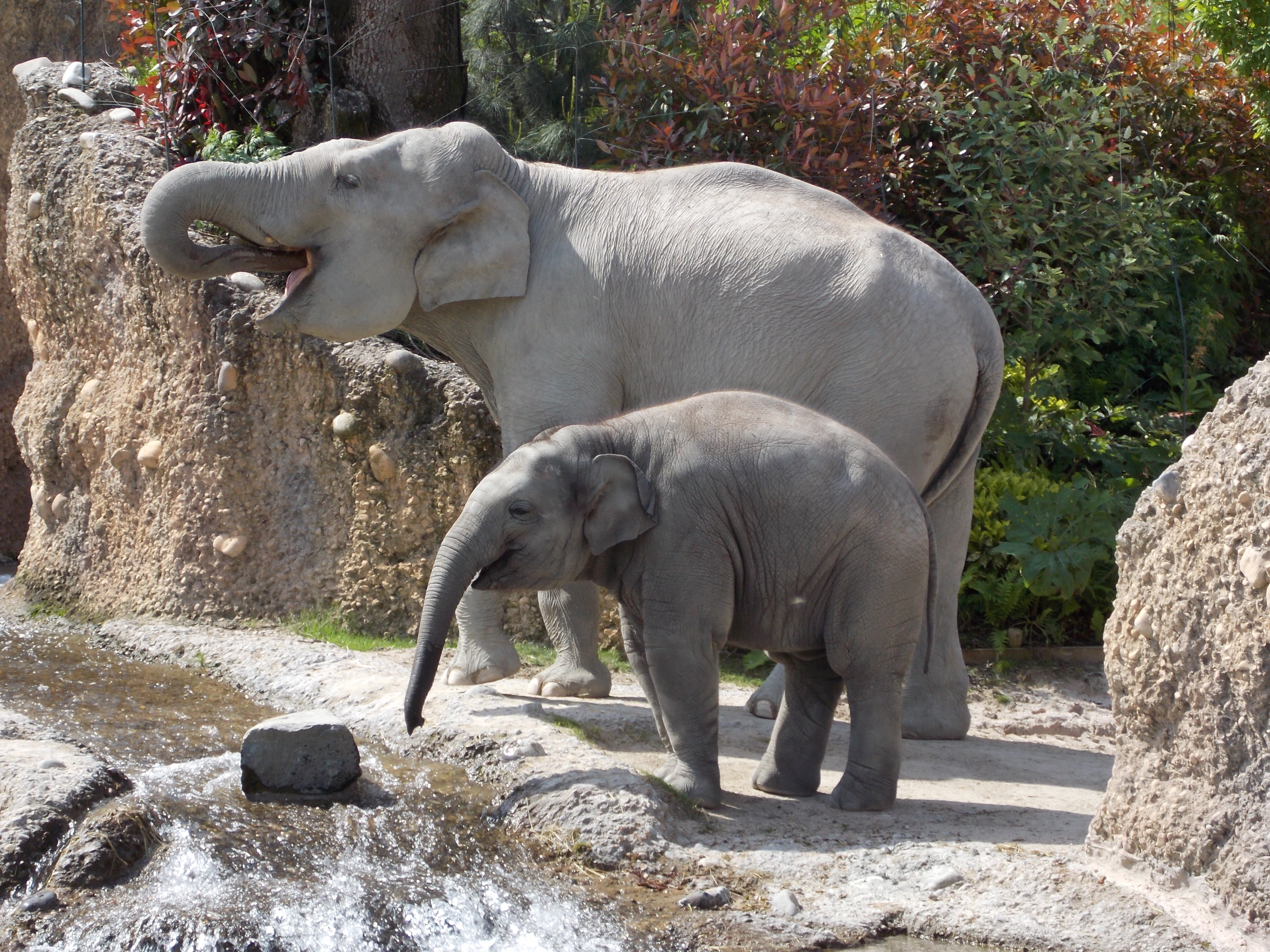 Лекция "прогулка по зоопарку г. цюрих (швейцария)"