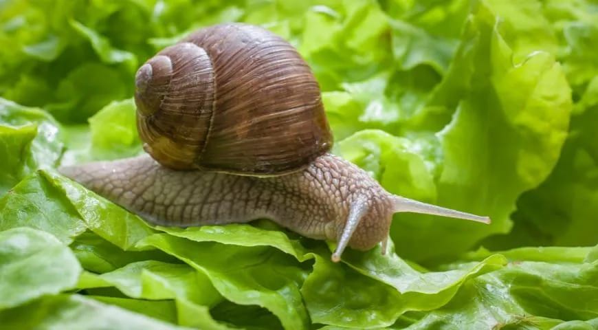 5 января в 16:00 "Живая" лекция "Такие разные улитки" с энтомологом Федором Мартыновченко в Ботаническом саду МГУ. 5+