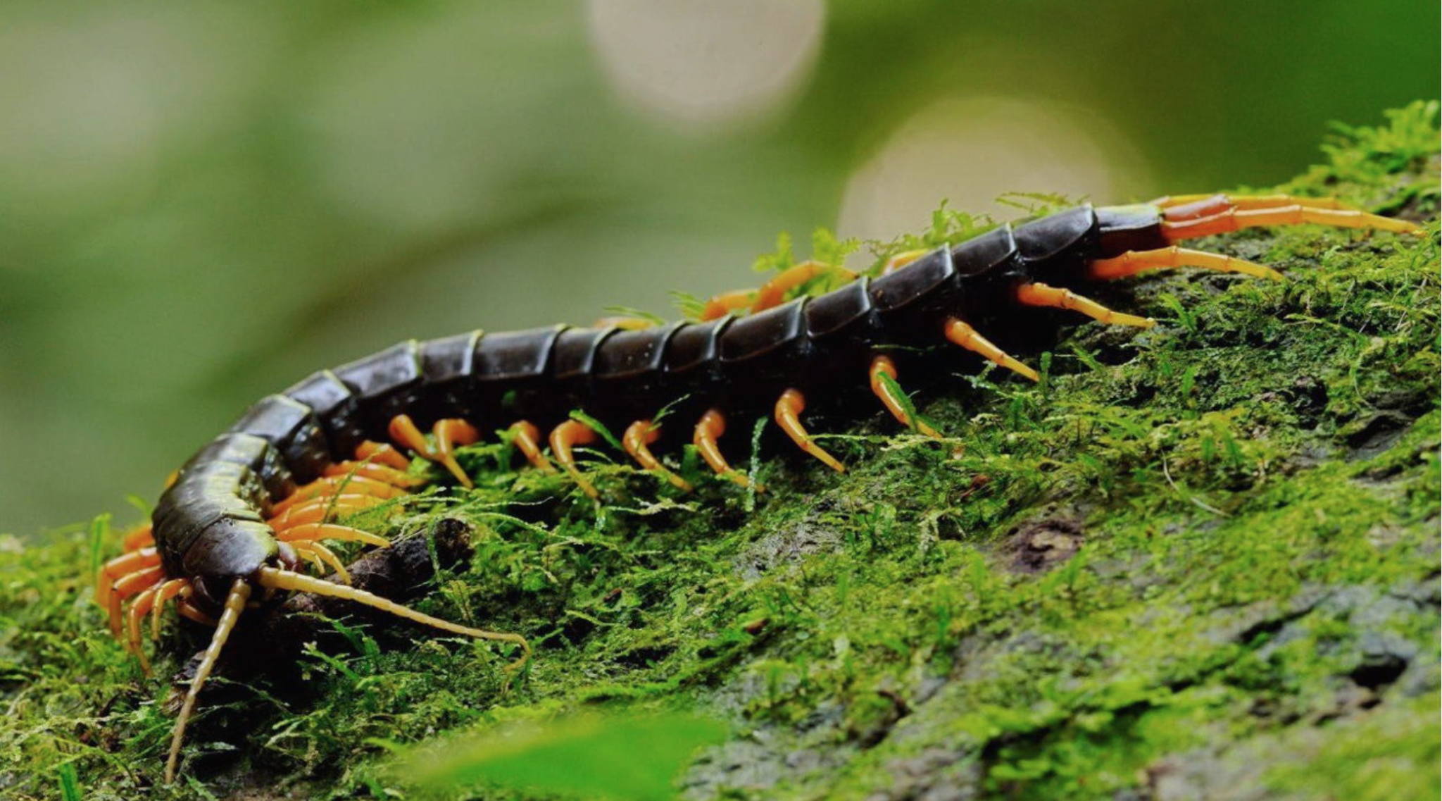 в 10:30 "Живая" лекция "Сколько ног у многоножки?" биолога Федора Мартыновченко в библиотеке им. Гайдара на Фрунзенской. 5+