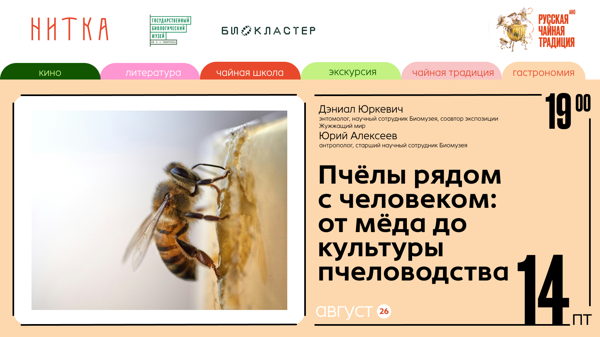 Пчелы рядом с человеком: от меда до культуры пчеловодства