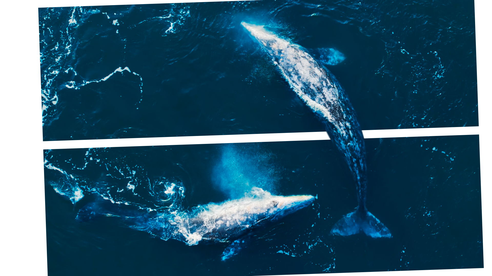 О ЛЮДЯХ И КИТАХ