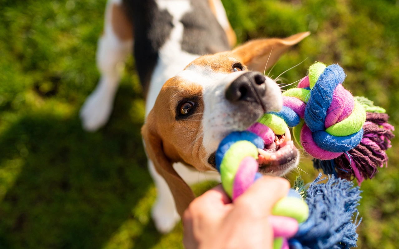 Мастер-класс «Ключ к послушанию: создайте игрушку-воспитатель для вашей собаки»