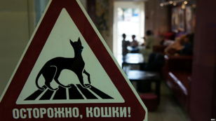 Путешествие в Республику Кошек
