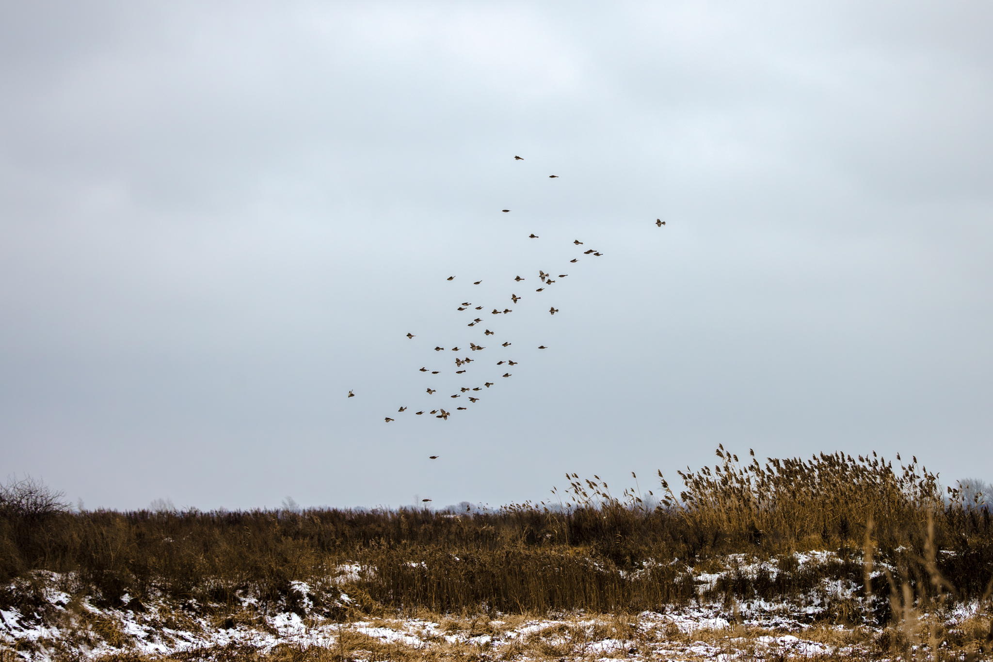 Лекция «Наши пернатые соседи: антропогенные ловушки и пути спасения» | Экомарафон «В гостях у Природы»