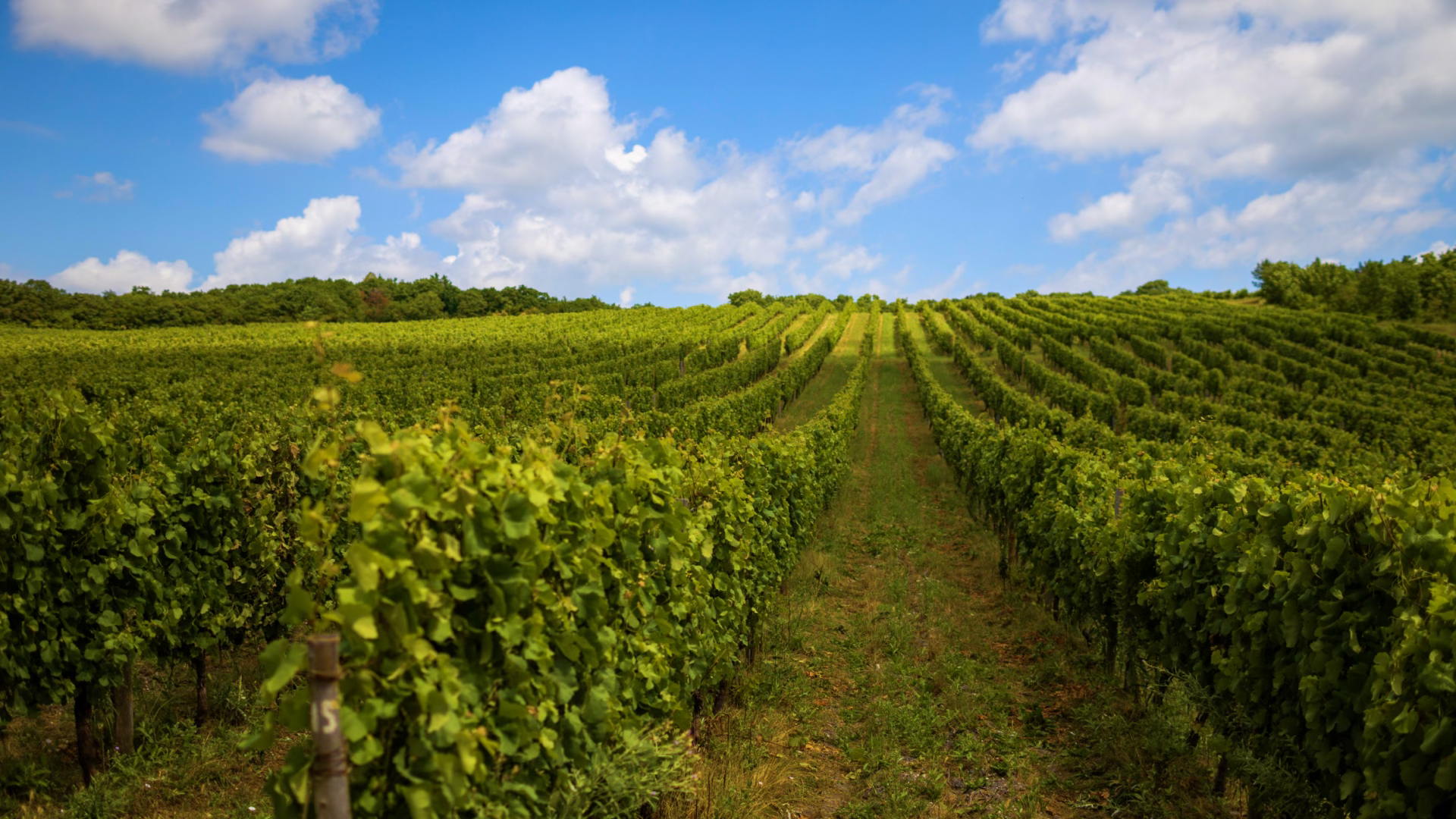 Гастрономический ужин с винодельческим домом «Бюрнье» в ресторане Savoy