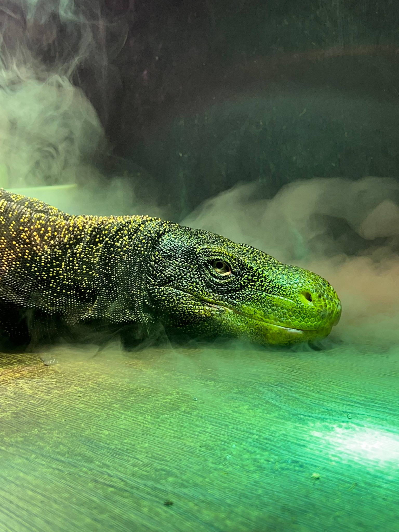 Выставка экзотических животных "Дом драконов"