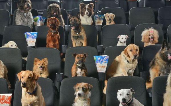 Онлайн-лекция «Собаки в кино: кто хороший мальчик?»