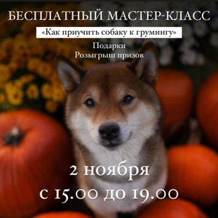 Бесплатная лекция и мастер-класс: Как приучить собаку к грумингу