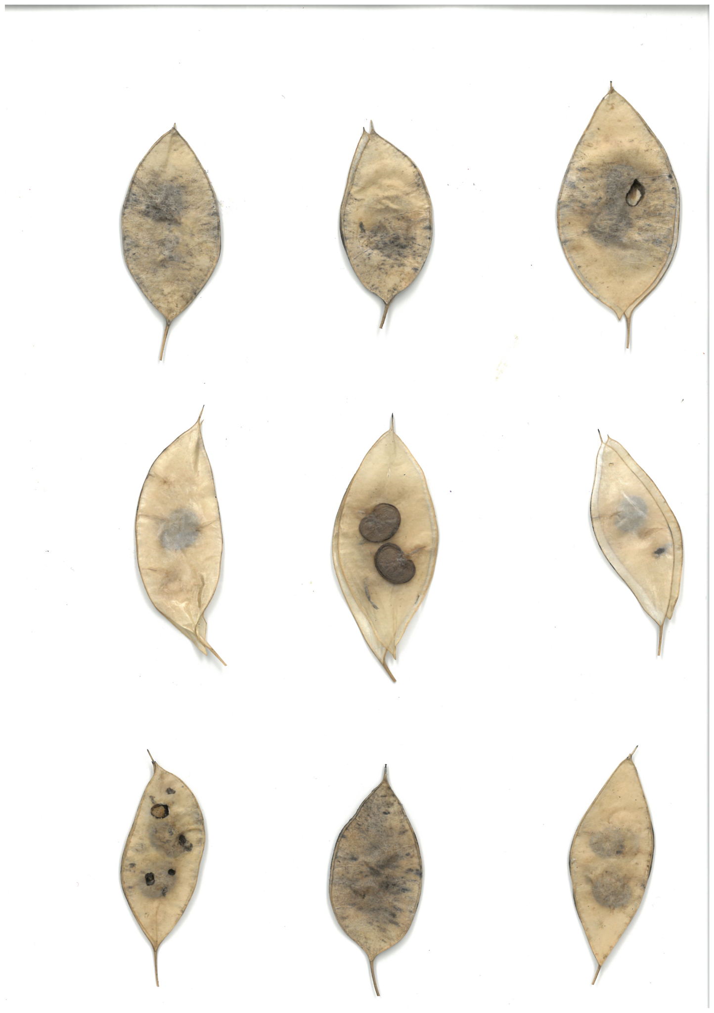 Откройте, пожалуйста | Цех юннатов