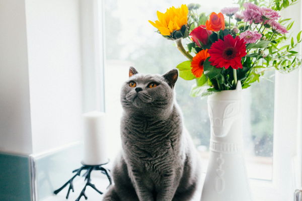 Коты и цветы