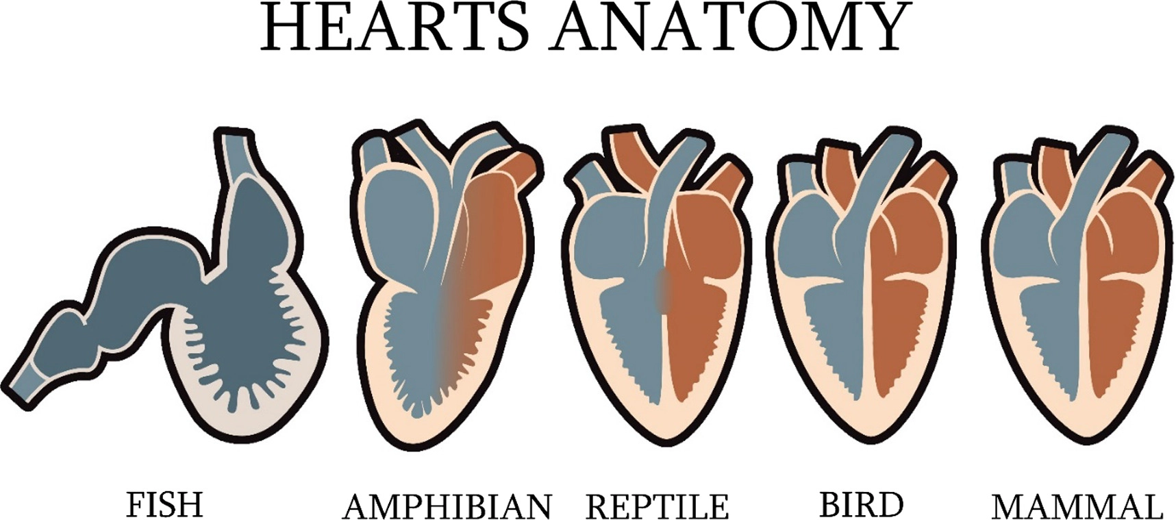 Сравнение сердца птиц и млекопитающих. Сердце позвоночных животных. Сердца разных классов животных. Сердце различных животных. Строение сердца позвоночных животных.