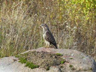 Лекция Юрия Михайлова «Дневные хищники Петербурга».