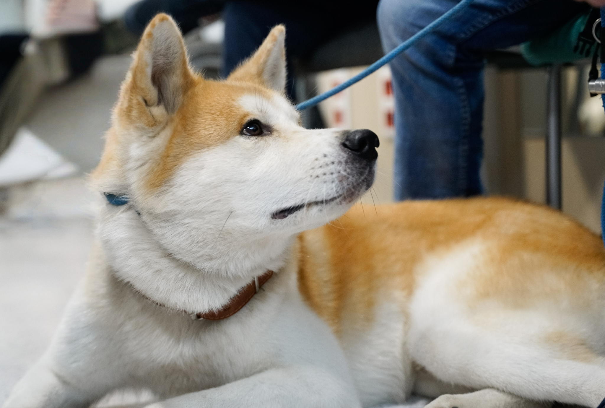 Ошибки в воспитании собак и их последствия