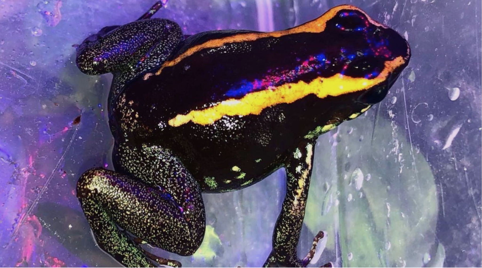 в 12:00 "Живая" лекция биолога Ивана Зенина "Про лягушку" в библиотеке им. Гайдара на Фрунзенской. 5+