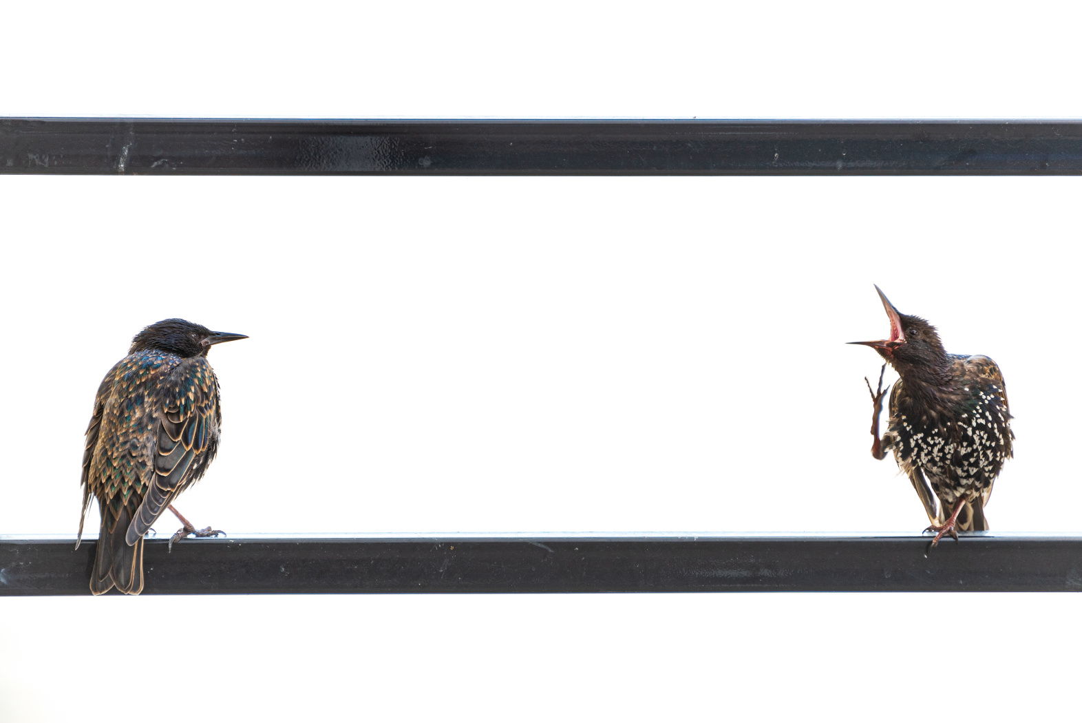 Лекция «Научные коммуникации в географии: желание или необходимость для науки и образования?» совместно с НИУ ВШЭ