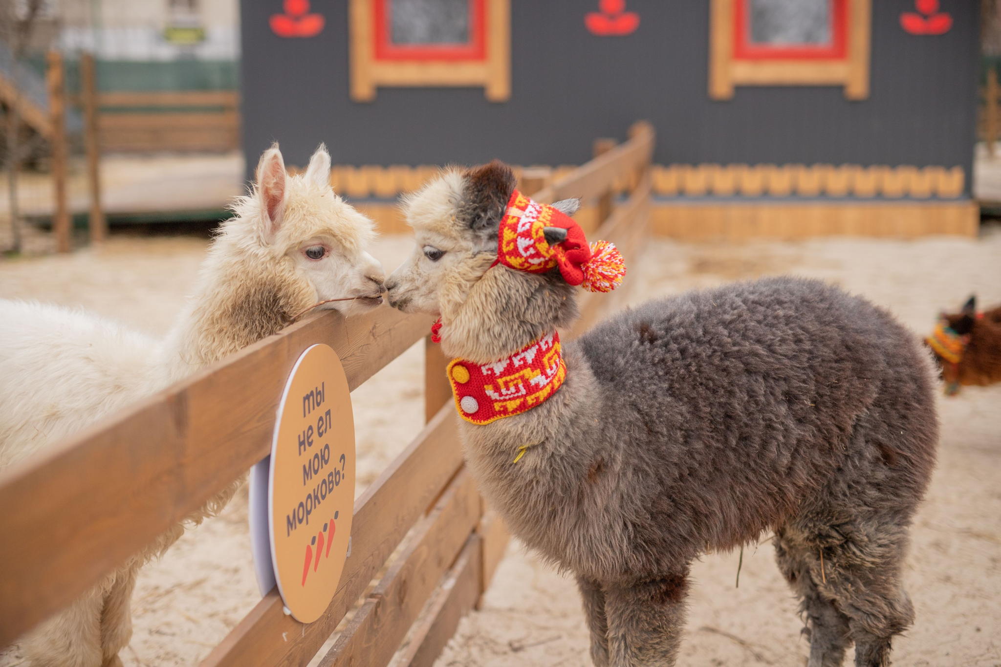 Экскурсия в выходные в парк альпак Пача Мама