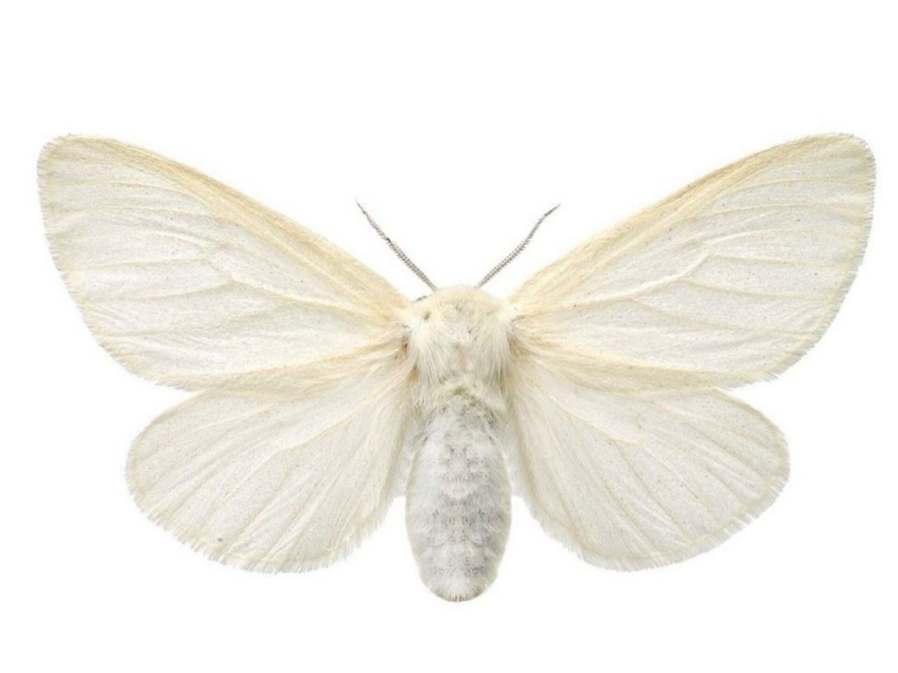 Открытый набор в эксперементально-речевой ХОР