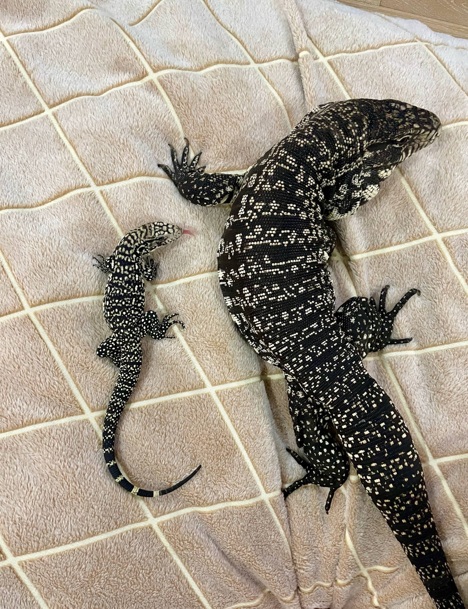 ЖИВЫЕ ДРАКОНЫ. Знакомство с ТЕГУ 7+