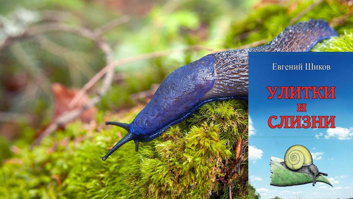 Презентация книг Евгения Шикова "Улитки и слизни. Знакомые незнакомцы рядом с нами"