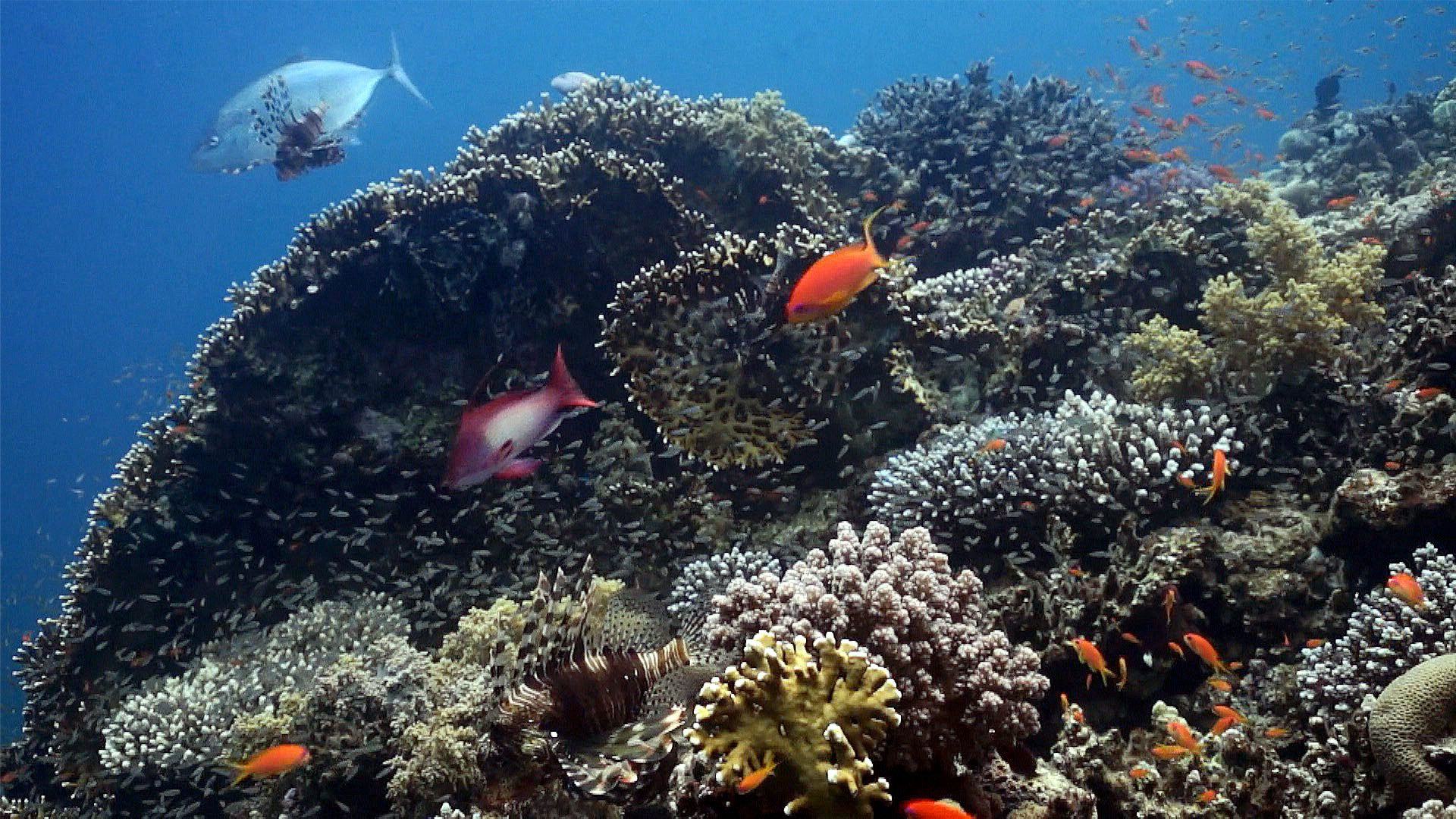 1 февраля 2026 Экскурсия в научно-познавательный центр "Коралловый Риф"6+