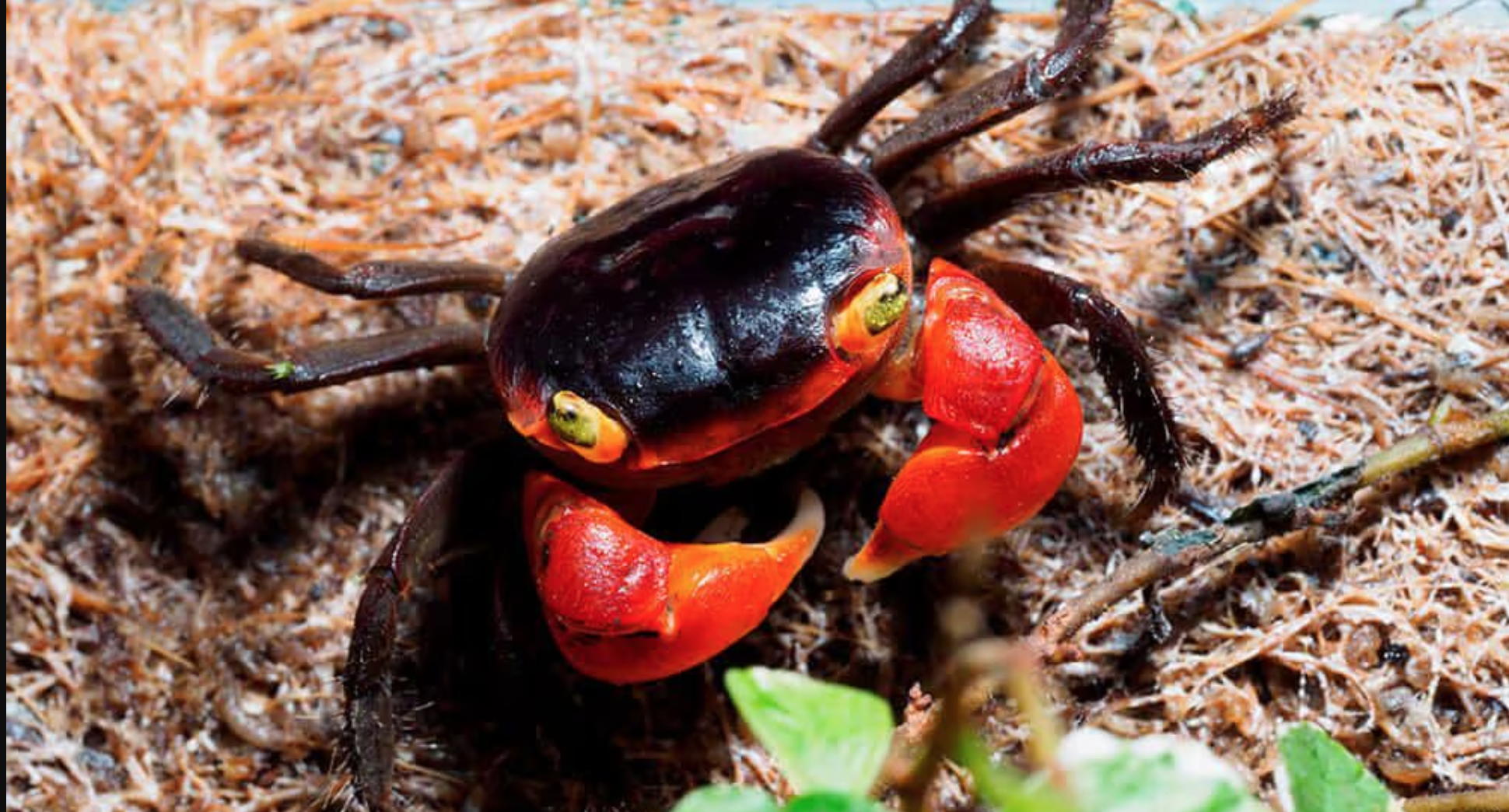 в 17:30 "Живая" лекция "Крабы-яблоки" с мастер-классом по созданию террариума зоолога Анны Ремизовой в библиотеке им. Гайдара на Фрунзенской. 5+