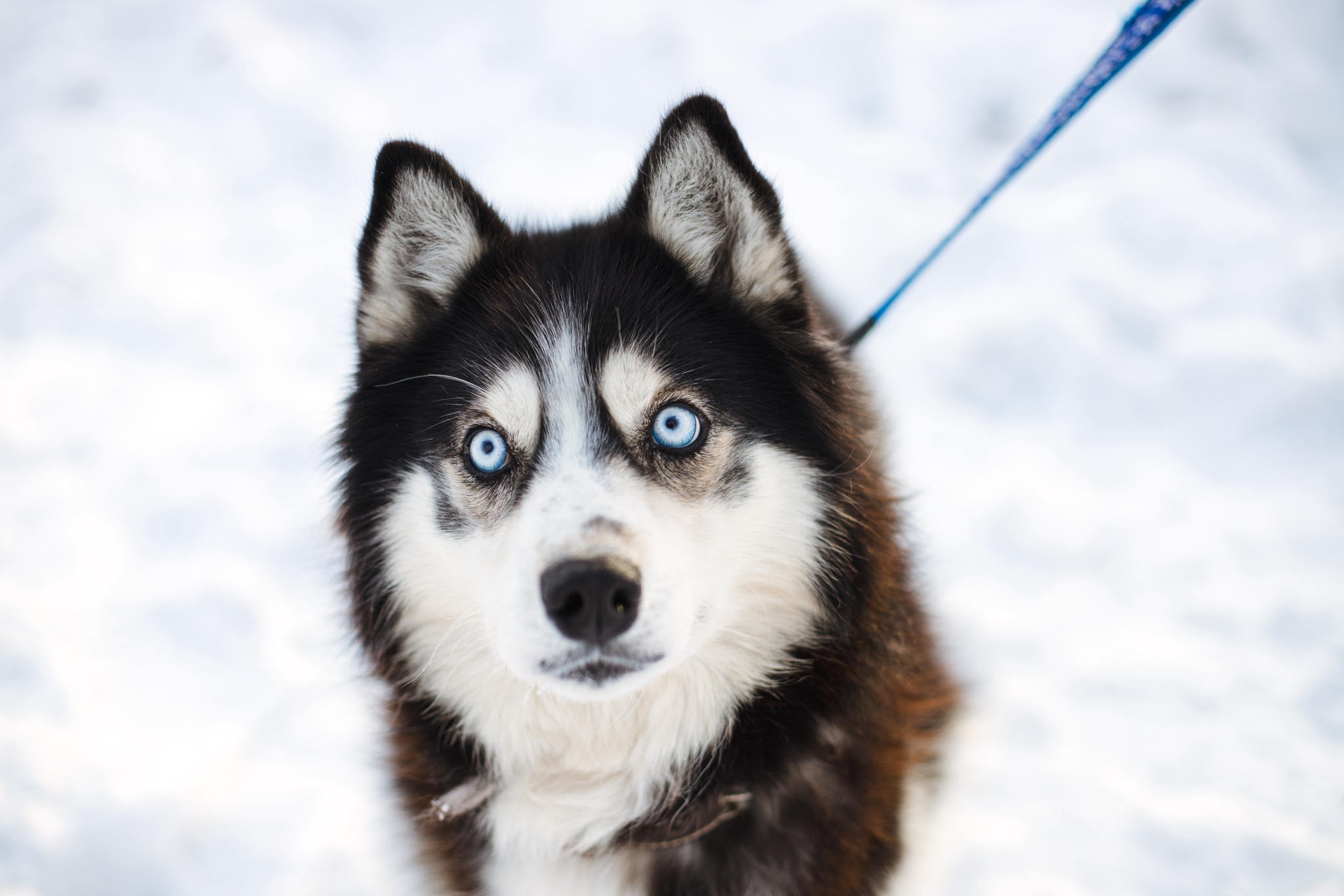 Эти волшебные хаски: необузданные дикари или пушистые домоседы? Как перестать бояться стереотипов и выбрать свою идеальную собаку — бесплатный урок зоошколы «Обнимаю лапами»