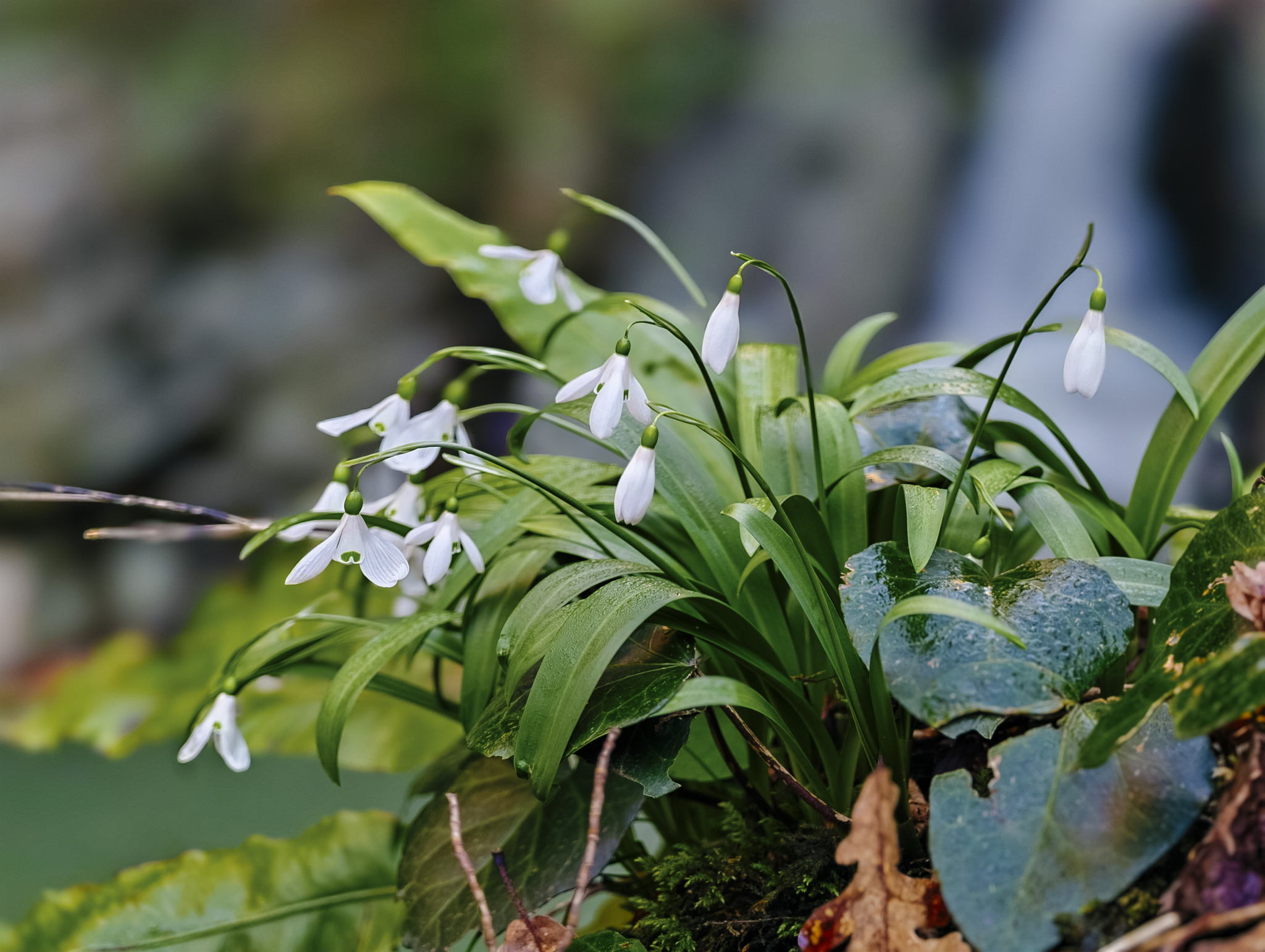 Весна начинается с «Первоцвета»