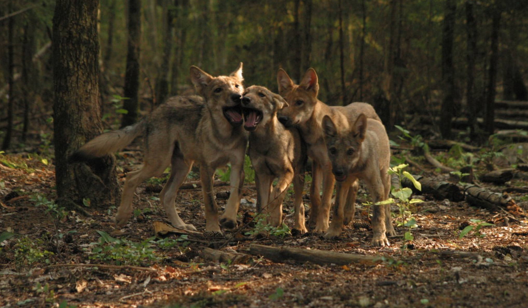 13:00 18:30 "День псовых" от образовательного объединения "Путь открытий" в библиотеке им. Гайдара на Фрунзенской. 5+