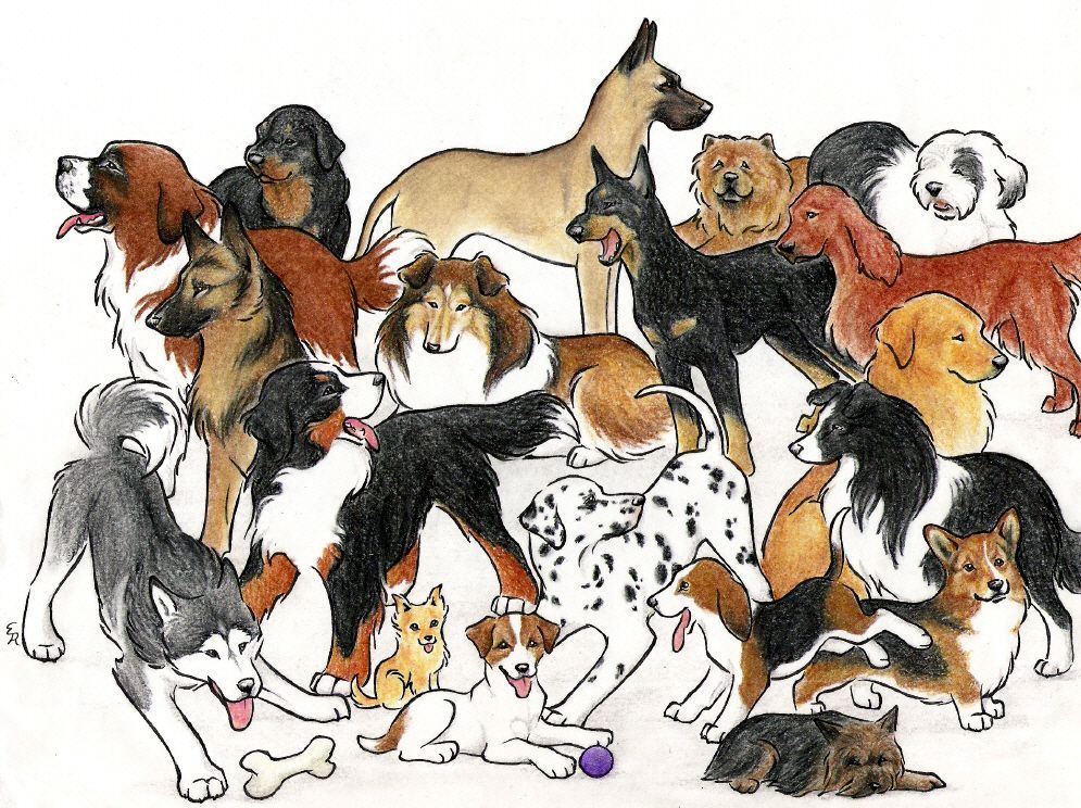 Группы про собак. Мультяшные собаки разных пород. Собака иллюстрация. Несколько собак. Иллюстрации собак разных пород.