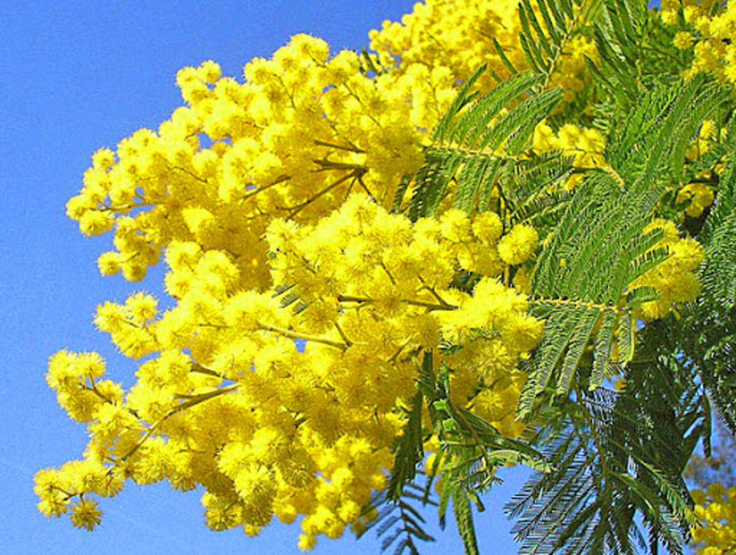 Весеннее звучание