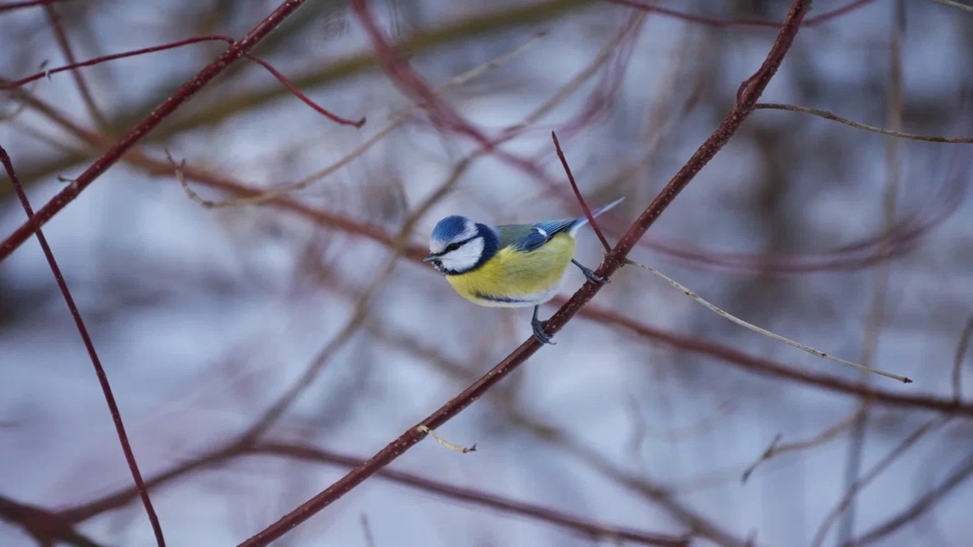 Бесплатная орнитологическая экскурсия в парке Сосновая поляна