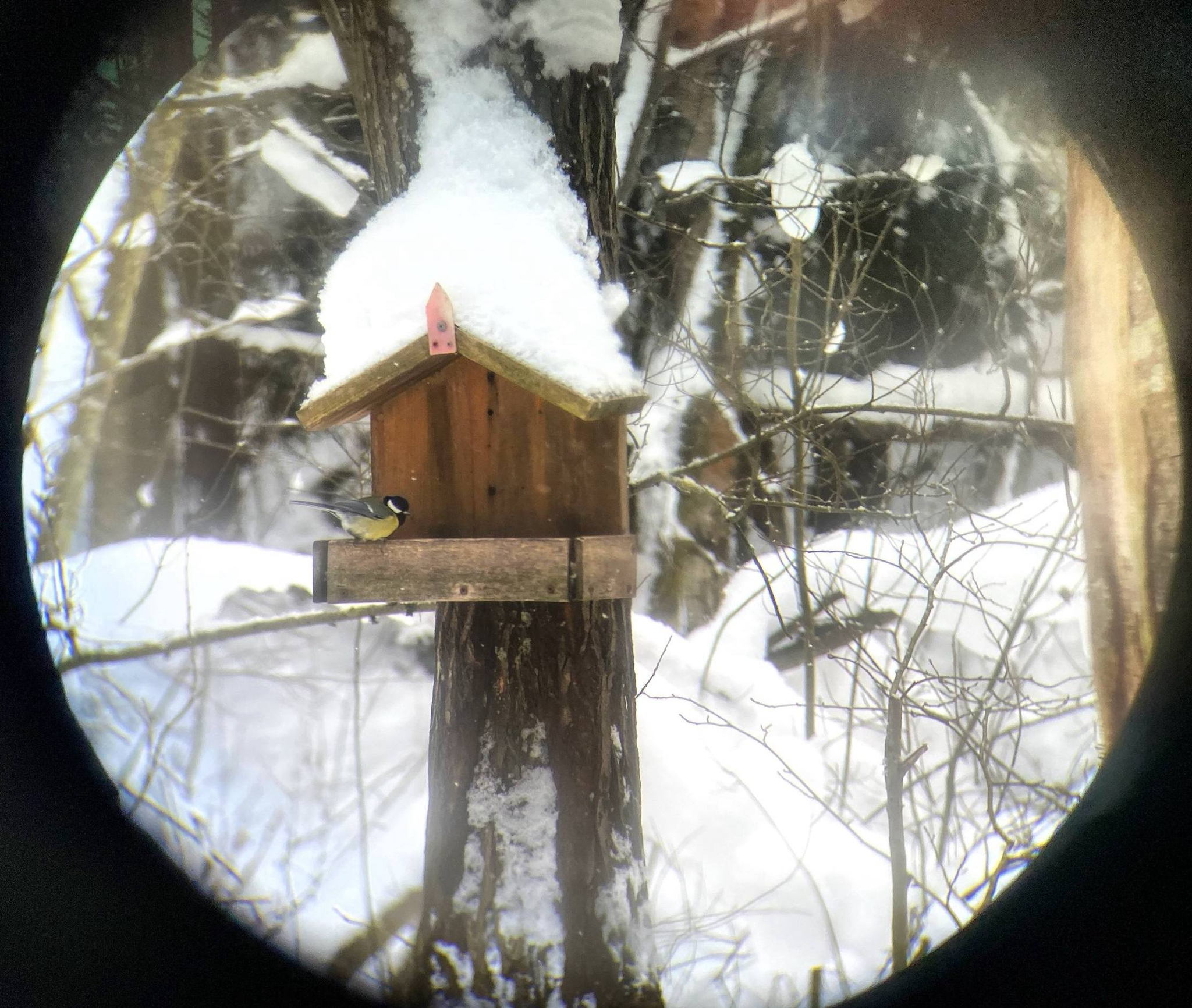 Зимняя орнитологическая экскурсия — Ржевский лесопарк