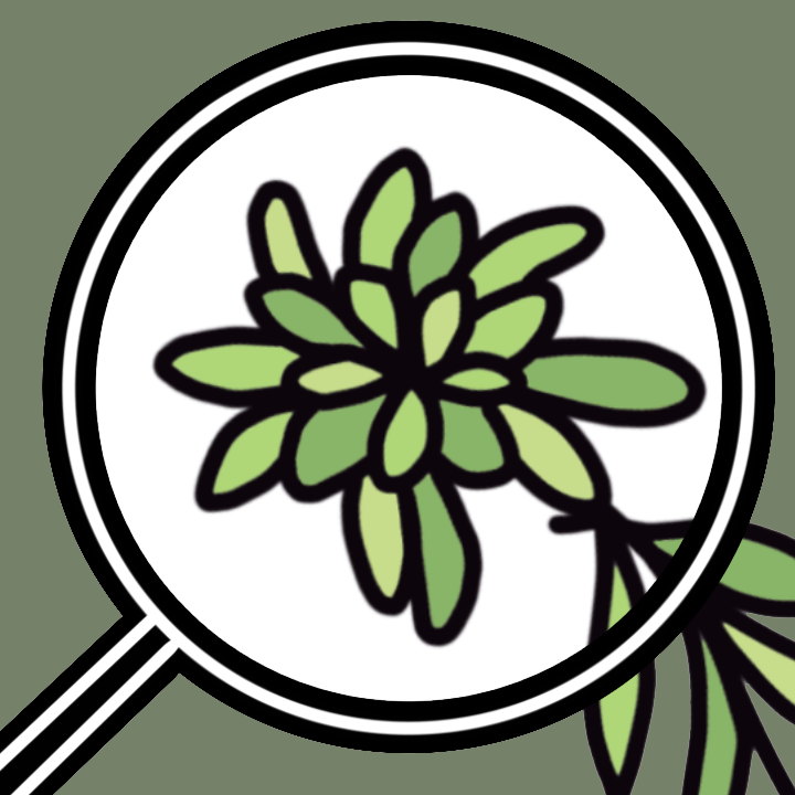 Сфагновые мхи России 