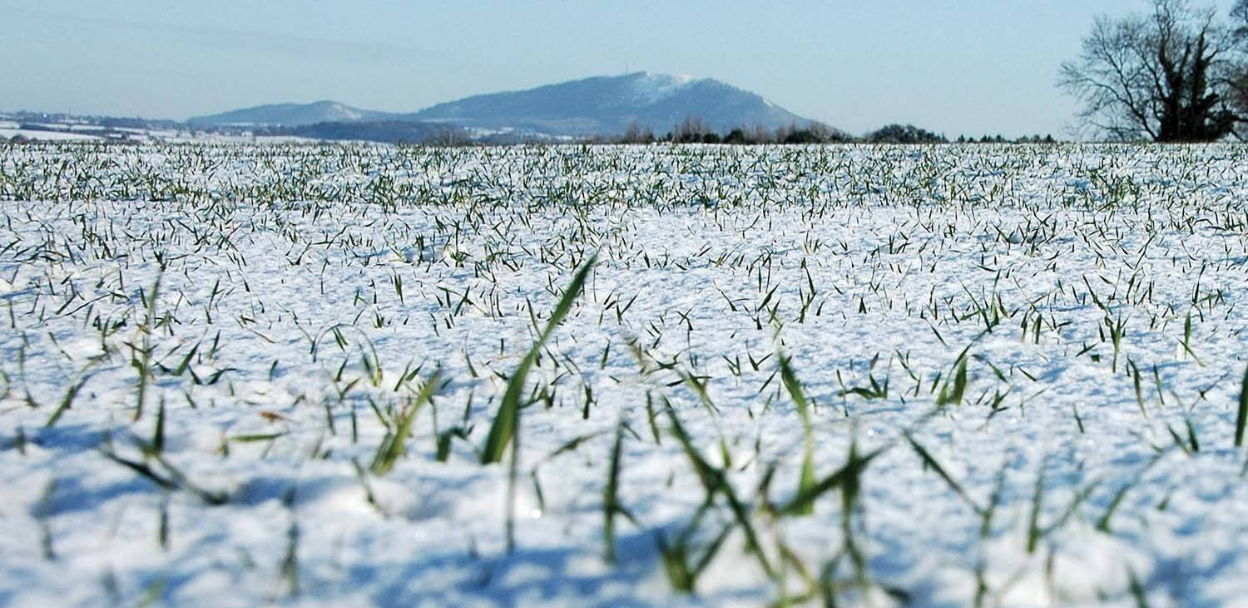 Зимняя зерновая конференция – 2026. Стратегии для агрономов на случай затяжной весны и засухи